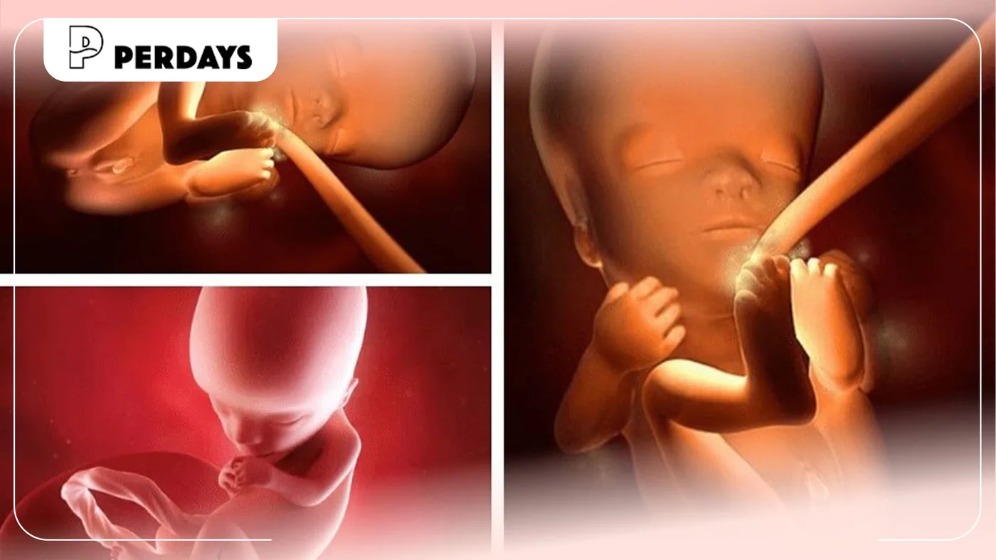Thai 16 tuần biết trai hay gái chưa? Giải đáp chi tiết cho mẹ bầu
