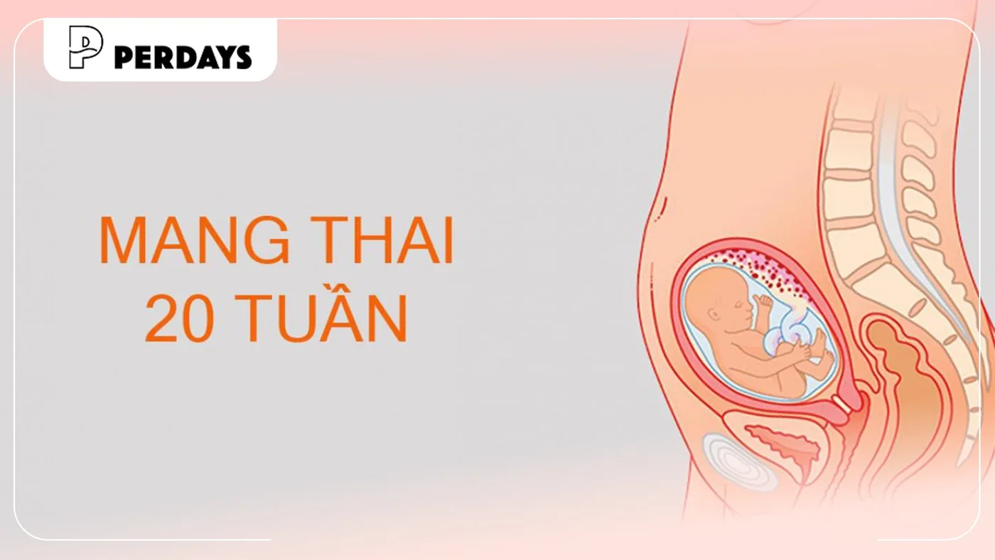 Thai 20 tuần phát triển ra sao? Giải đáp chi tiết cho mẹ bầu