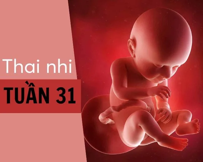Thai nhi 31 tuần phát triển ra sao? Cân nặng, chỉ số chuẩn và lưu ý