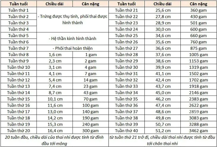 Bảng kích thước và cân nặng trung bình của thai nhi 35 tuần